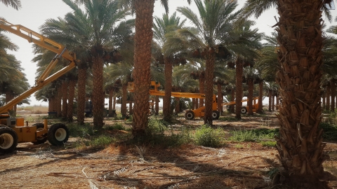 גדיד 2018 - צילום רפאל לוי